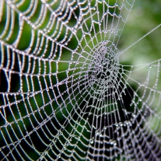 சிலந்தி Spiders-web