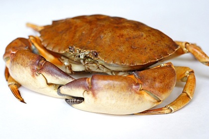 நண்டு(Crab) – நண்டு வறுவல் – கேரளா நண்டு குழம்பு - Page 2 Crab