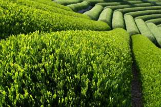 பசுமை தேநீர் Green Tea – மு.அ. அபுல் அமீன் நாகூர் Green-tea